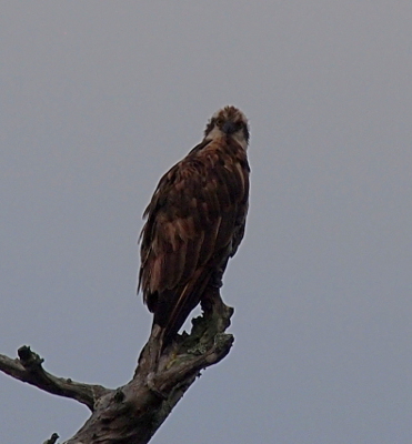 [The osprey is perched atop a dead tree and is staring at the camera. The day is quite overcast so the image is a bit dark.]